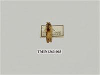 藏品(木舟蛾屬)的圖片